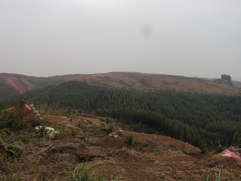 张姓丁才贵具旺的祖坟一一狮子地