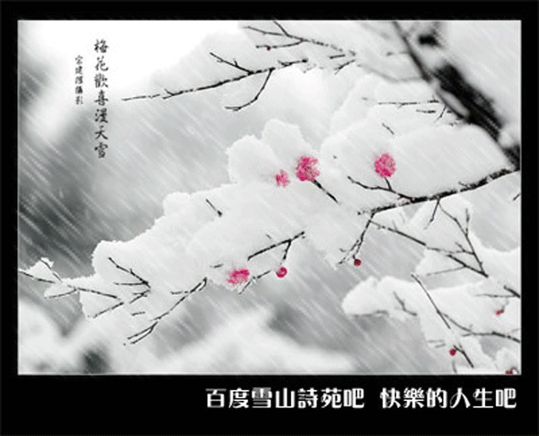 梅花雪.