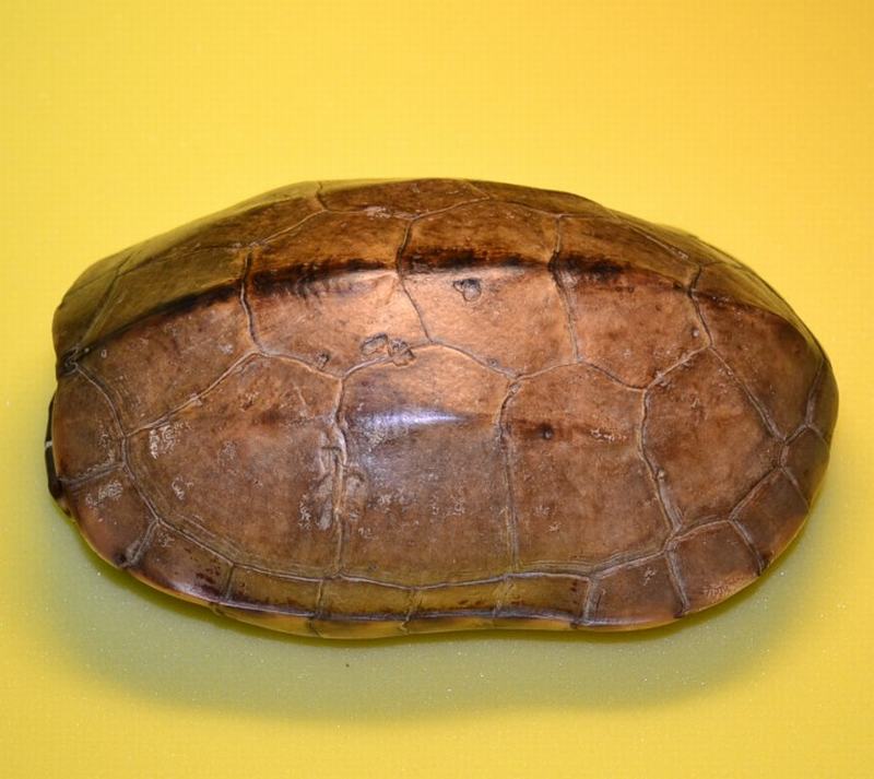 【龟之乐】超大龟壳 家居装饰摆件 镇宅辟邪 周易六爻 个人藏品!