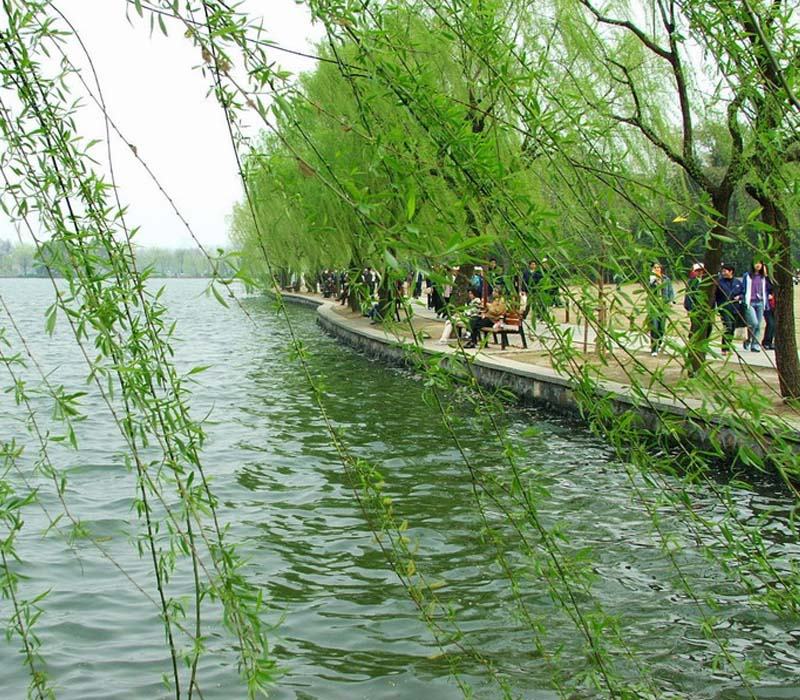 说说柳树阴柔美